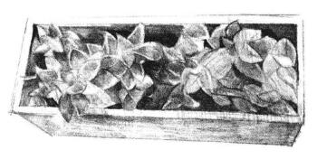 寶石花素描畫法步驟05