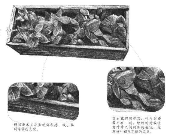 寶石花素描畫法