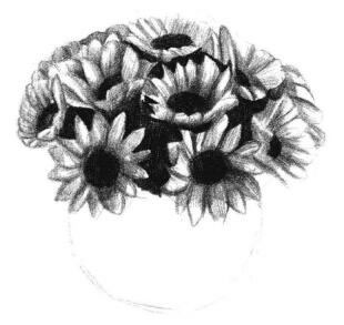太陽花素描畫法步驟04