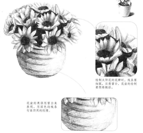 太陽花素描畫法