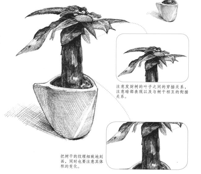 發(fā)財樹素描畫法