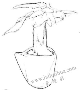 發(fā)財樹素描畫法步驟01
