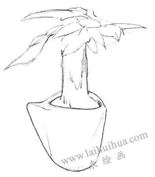 發(fā)財樹素描畫法步驟02