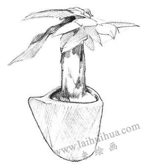 發(fā)財樹素描畫法步驟03