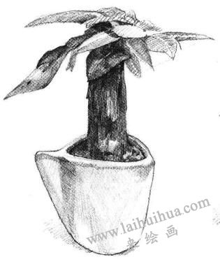 發(fā)財樹素描畫法步驟05