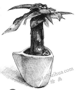 發(fā)財樹素描畫法步驟06