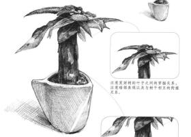 發(fā)財(cái)樹素描畫法