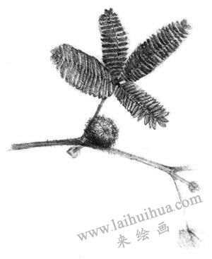 含羞草素描畫法步驟06