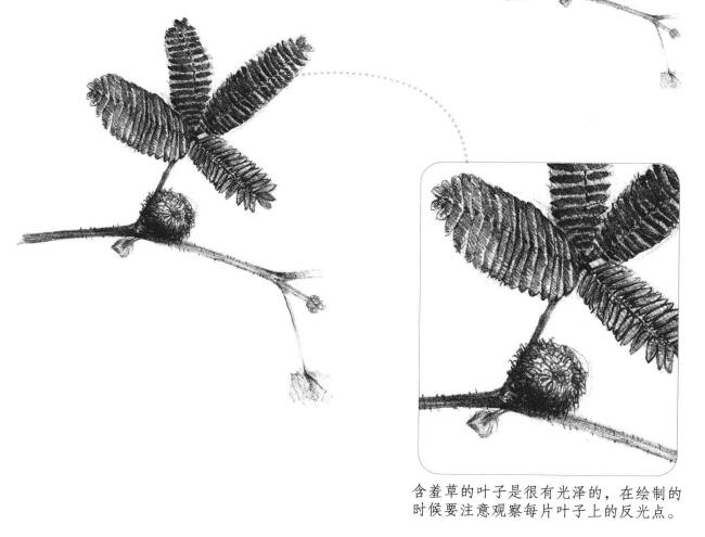 含羞草素描畫法
