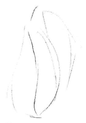 蜈蚣草素描畫法步驟01