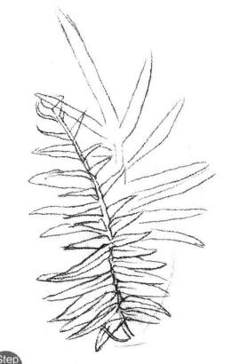 蜈蚣草素描畫法步驟02