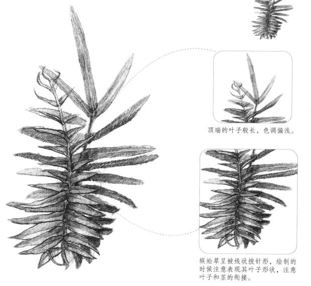 蜈蚣草素描畫法