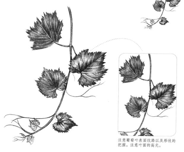 葡萄葉素描畫法
