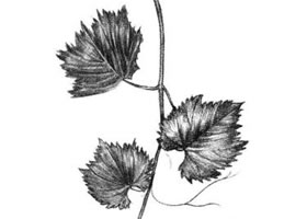 葡萄葉素描畫(huà)法