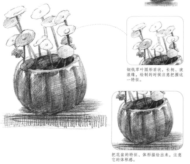 銅錢草素描畫法