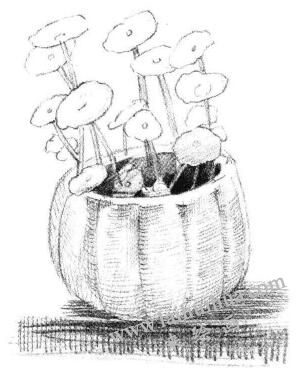 銅錢草素描畫法步驟04