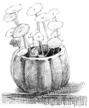 銅錢草素描畫法步驟05