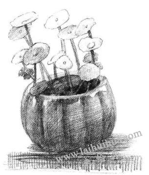 銅錢草素描畫法步驟06
