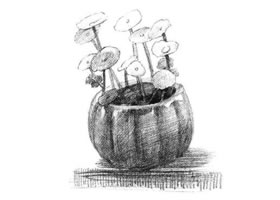 銅錢草素描畫法