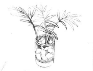 小椰子樹素描畫法步驟03