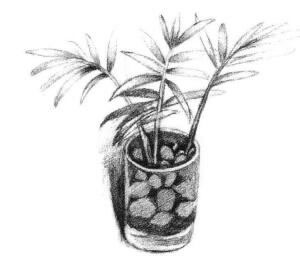 小椰子樹素描畫法步驟04
