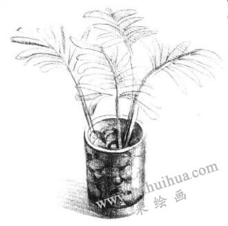 小椰子樹素描畫法步驟05