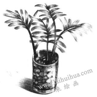 小椰子樹素描畫法步驟06