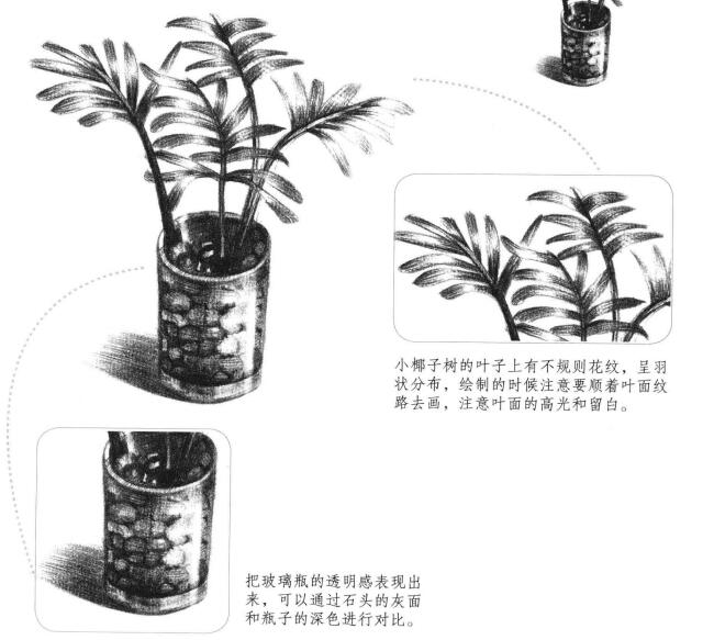 小椰子樹素描畫法