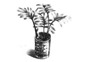 小椰子樹素描畫法