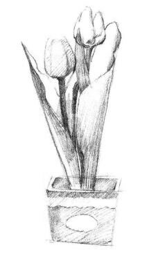 盆栽郁金香素描畫法步驟03