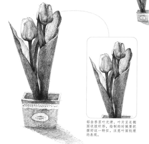 郁金香素描畫法