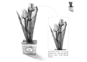 郁金香素描畫法