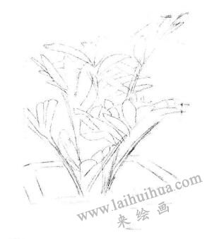 盆栽墨西哥鐵樹素描畫法步驟03