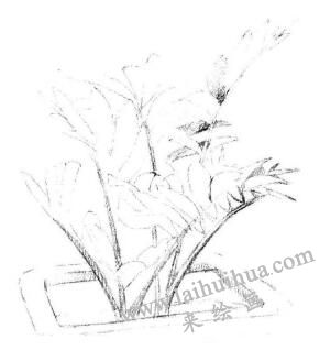 盆栽墨西哥鐵樹素描畫法步驟04