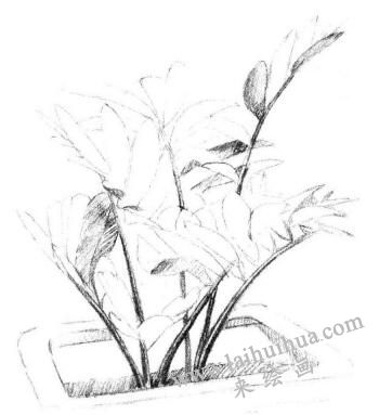 盆栽墨西哥鐵樹素描畫法步驟05