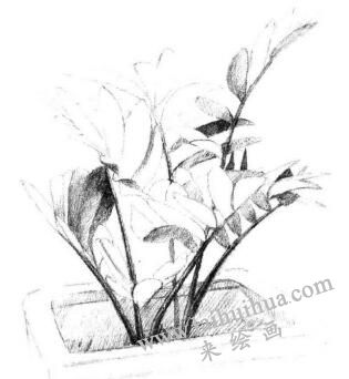 盆栽墨西哥鐵樹素描畫法步驟06