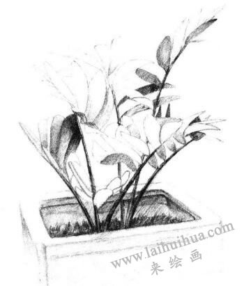 盆栽墨西哥鐵樹素描畫法步驟07