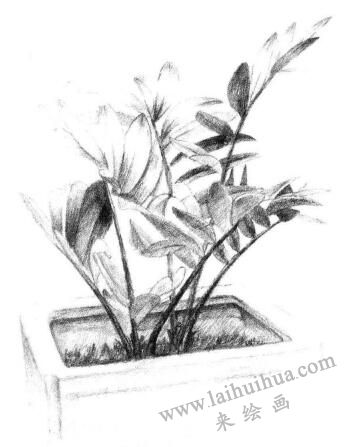 盆栽墨西哥鐵樹素描畫法步驟08