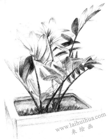 盆栽墨西哥鐵樹素描畫法步驟09