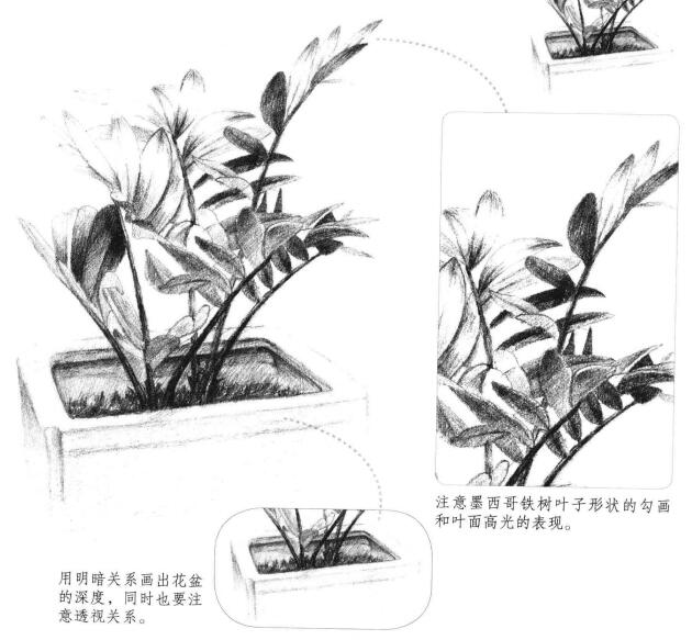 西哥鐵樹素描畫法