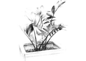 西哥鐵樹素描畫法
