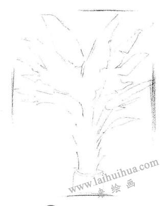 盆栽芭蕉樹素描畫法步驟02