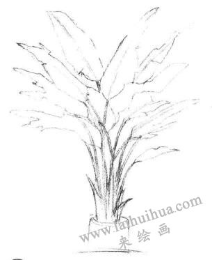 盆栽芭蕉樹素描畫法步驟03