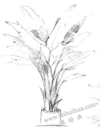 盆栽芭蕉樹素描畫法步驟04