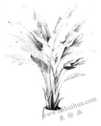盆栽芭蕉樹素描畫法步驟05