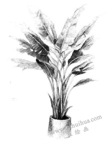 盆栽芭蕉樹素描畫法步驟06