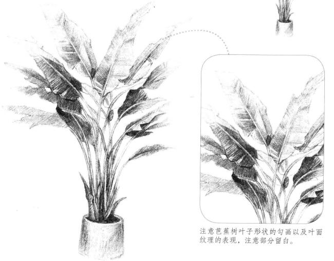 芭蕉樹素描畫法