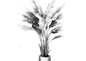 芭蕉樹素描畫法