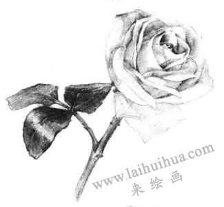 白玟瑰素描畫(huà)法步驟05