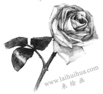 白玟瑰素描畫(huà)法步驟07